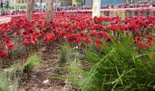 Anzac Day Planting Fed Square 2015